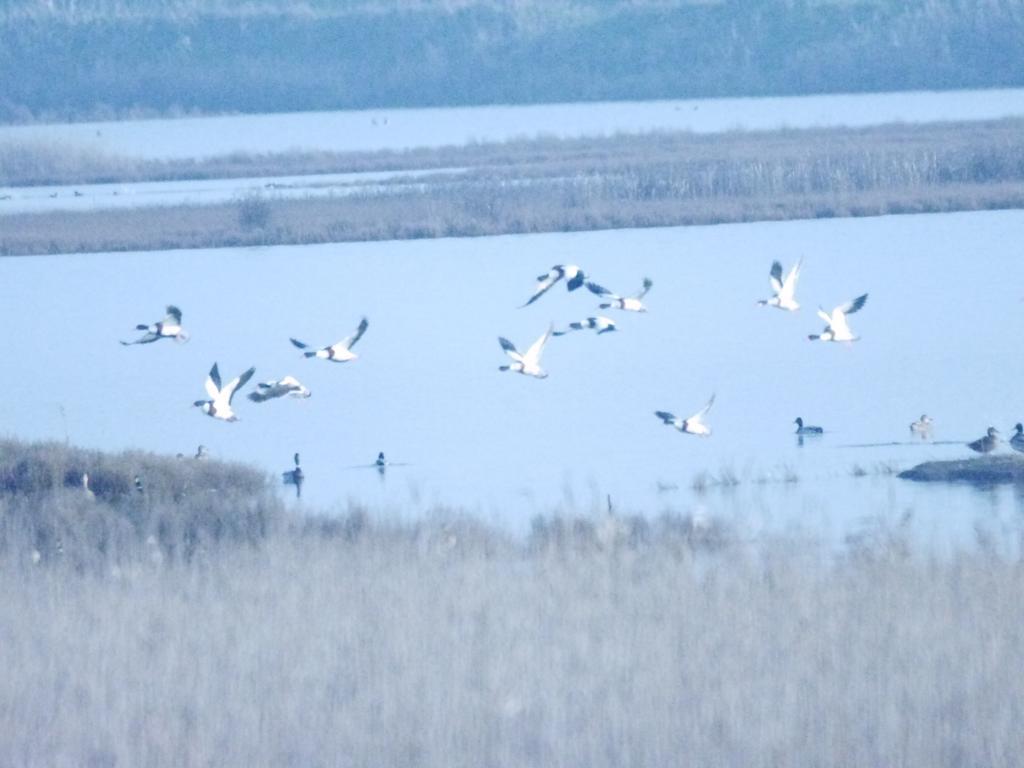 Villetta Logonovo Lido di Spina Zewnętrze zdjęcie