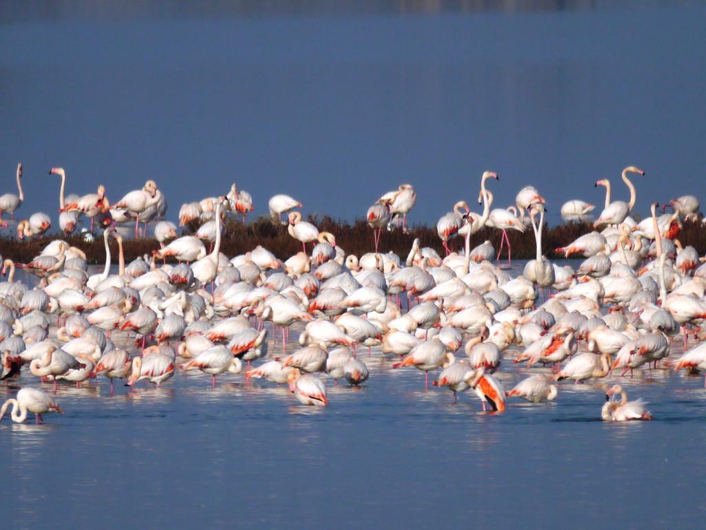 Villetta Logonovo Lido di Spina Zewnętrze zdjęcie