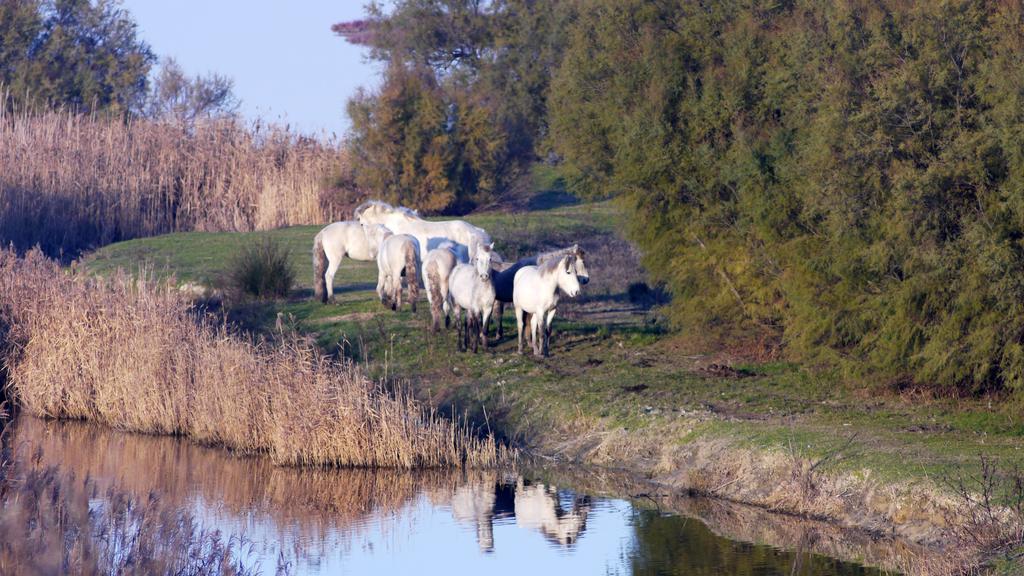 Villetta Logonovo Lido di Spina Zewnętrze zdjęcie